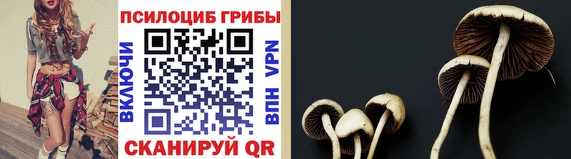 купить наркотик даркнет Telegram Галлюциногенные грибы мицелий Камызяк